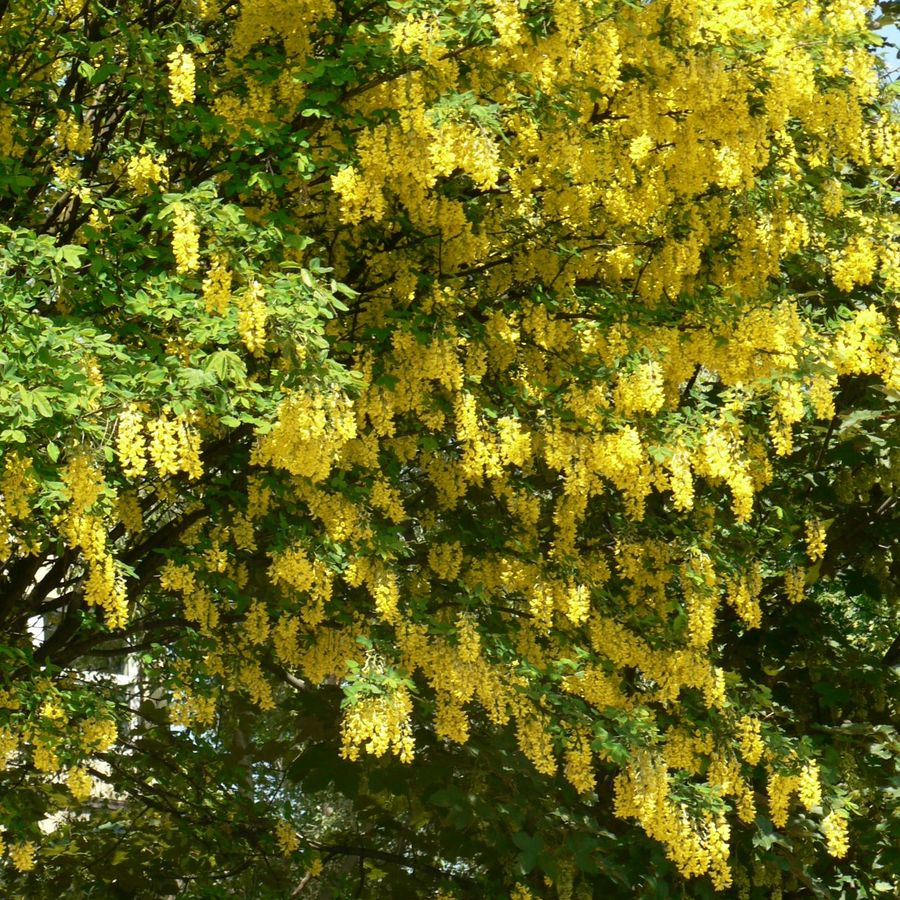 Aranyeső Laburnum anagyroides